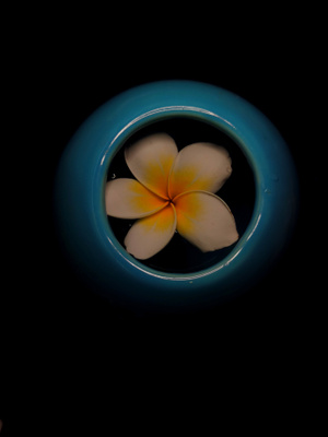 手机拍照-鸡蛋花-静物-花-花朵 图片素材