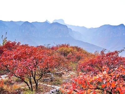 红叶-太行山-自然-风景-风光 图片素材