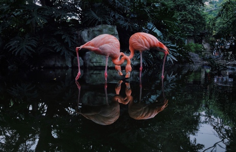 动物-自然-动物园-手机摄影-ippa 图片素材