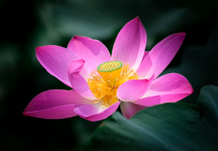 简约之美-自然-莲-荷花-中国风 图片素材