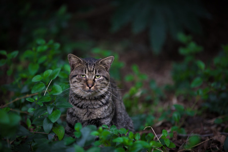 流浪猫-猫-流浪猫-猫-猫咪 图片素材