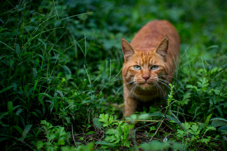 流浪猫-猫-猫-猫咪-喵星人 图片素材
