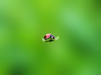 手机微距-自然-动物-昆虫-瓢虫 图片素材