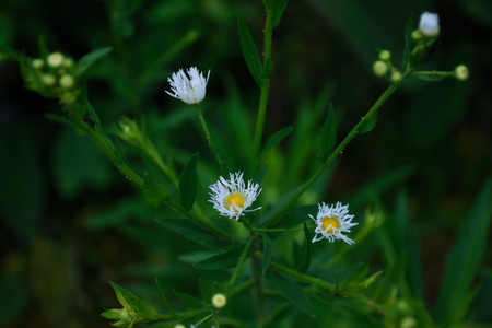 一年蓬-野花-路边野花-花-花朵 图片素材