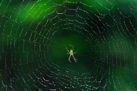 蜘蛛￼-雨后￼-蜘蛛网￼-后期-蜘蛛 图片素材