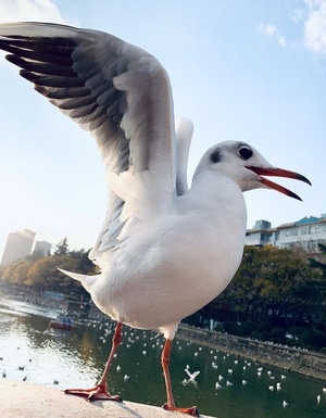 纪实-手机-iphone-海鸥-海鸥 图片素材