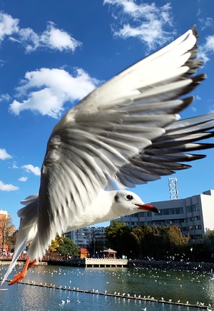 我的2019-纪实-iphone-手机-海鸥 图片素材