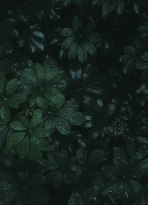植物-暗调-树叶-绿叶-叶子 图片素材