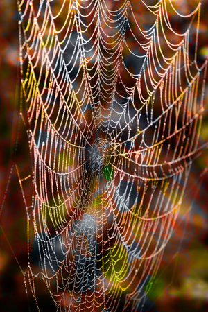 光影-圆形-网-蜘蛛网-色彩 图片素材