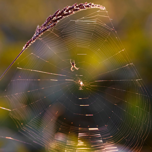 蜘蛛-昆虫-网-光影-圆形 图片素材