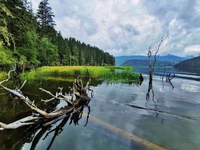 枯树-迪庆藏族自治州-自然-风光-风景 图片素材