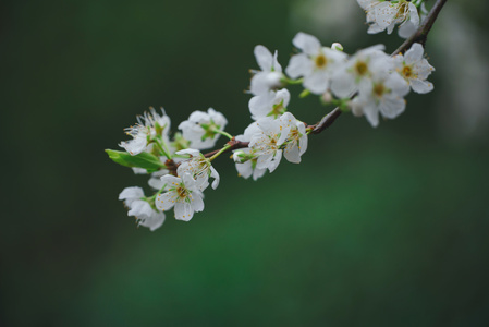 微距-李花-花-花朵-花卉 图片素材