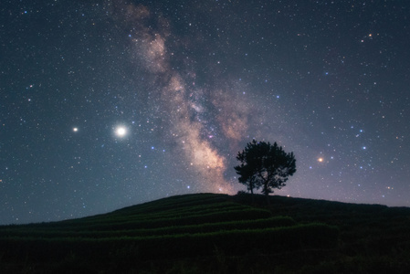 银河-星空-茶园-树-自然 图片素材