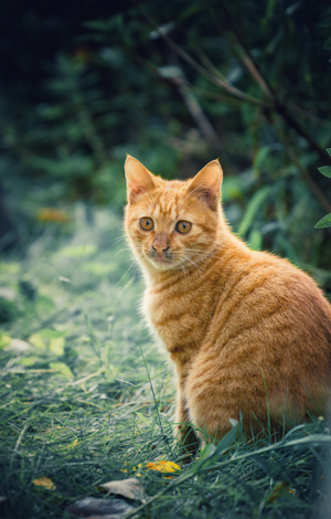 猫-动物-猫-动物-猫咪 图片素材