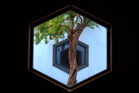 窗-苏州博物馆-树-植物-石榴树 图片素材