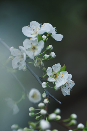 微距-李花-花-花朵-花卉 图片素材