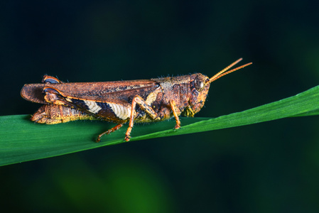 微距-昆虫-昆虫-蝗虫-节肢动物 图片素材