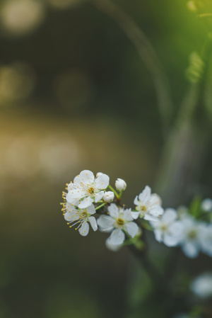 微距-李花-花-花朵-花卉 图片素材
