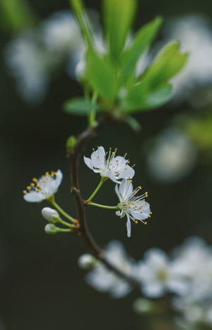 微距-李花-花-花朵-花卉 图片素材