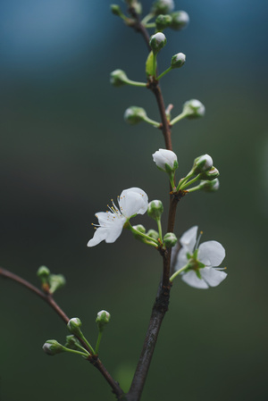 微距-李花-花-花朵-花卉 图片素材