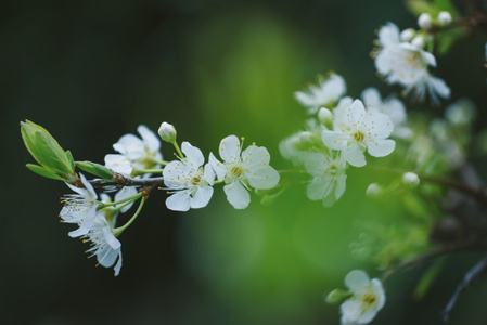 微距-李花-花-花朵-花卉 图片素材