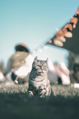 旅途-秋色-郊游-猫-宠物 图片素材