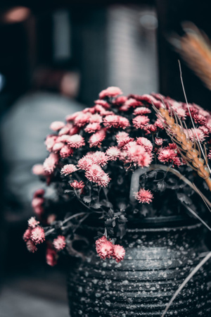 郊游-花-花朵-花卉-小花 图片素材