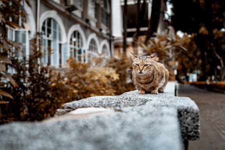 攝影-人像-猫-猫咪-动物 图片素材
