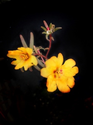 去拍-手摄-原创-生态-自然 图片素材
