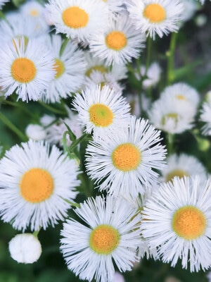 花花草草-原创-蜜蜂影像-喜欢一切美好的事-花 图片素材