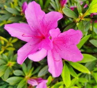 花花草草-原创-蜜蜂影像-喜欢一切美好的事-花 图片素材