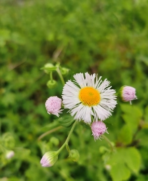 花花草草-原创-蜜蜂影像-喜欢一切美好的事-花 图片素材