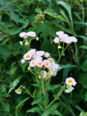 in摄汇-原创-摄影和文字-喜欢一切美好的事-花花草草 图片素材