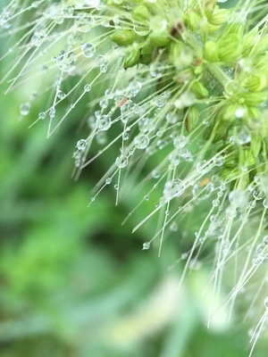 去拍-手摄-原创-微距-自然 图片素材