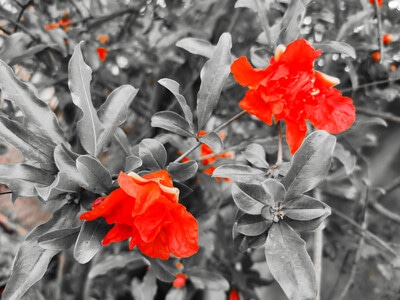 in摄汇-原创-摄影和文字-花花草草-花 图片素材