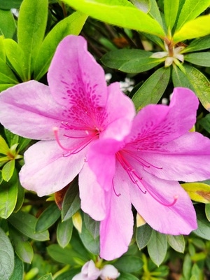 in摄汇-原创-摄影和文字-植物王国-喜欢一切美好的事 图片素材