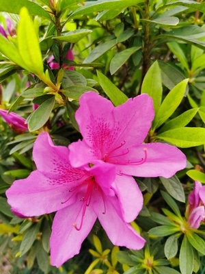 in摄汇-原创-摄影和文字-植物王国-喜欢一切美好的事 图片素材