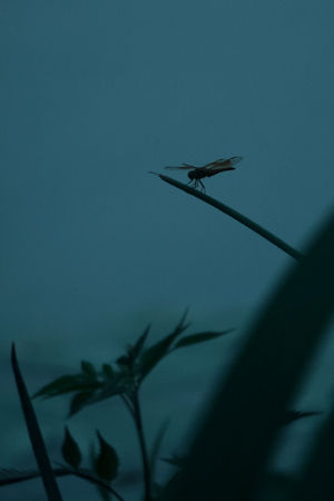 夏夜-你好七月-夏-蜻蜓-蜻蜓 图片素材