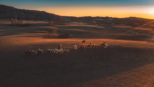 赤峰市-坝上航拍-秋色-骆驼-夕阳 图片素材