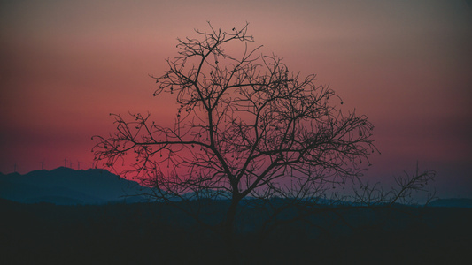 日落-夕阳-晚霞-树-安静 图片素材