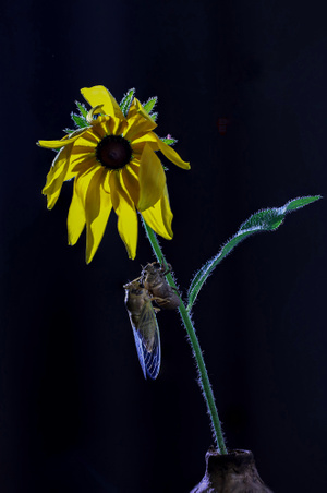 你好七月-蝉蜕-蝉-蝉-昆虫 图片素材