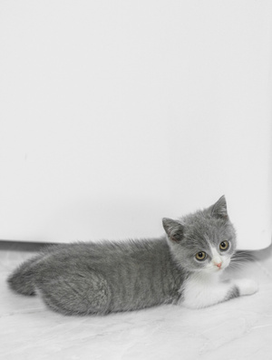 猫-英短-蓝白-小奶猫-英短 图片素材