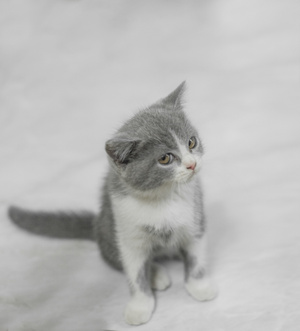 猫-英短-蓝白-小奶猫-英短 图片素材