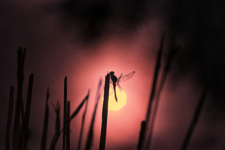微距-昆虫总动员-野生动物-昆虫-蜻蜓 图片素材