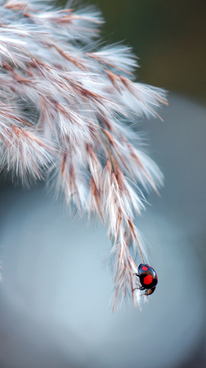 芦花-瓢虫-微距-昆虫总动员-昆虫 图片素材