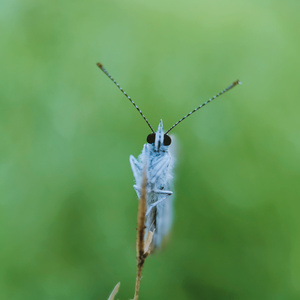 微距-植物-昆虫-手机微距摄影-昆虫总动员 图片素材
