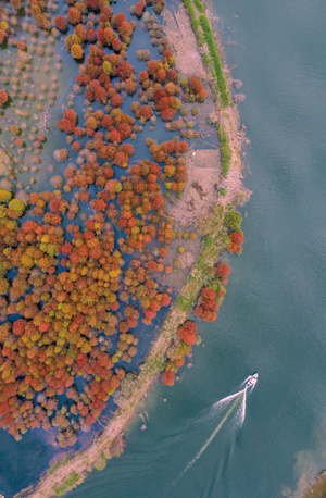 红杉-深秋-家园-时光-光影 图片素材