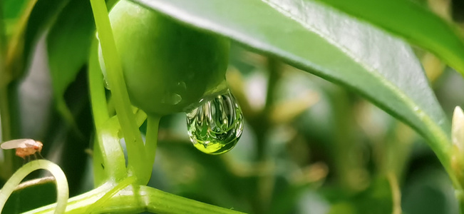 成都市-水滴-水滴-水珠-植物 图片素材