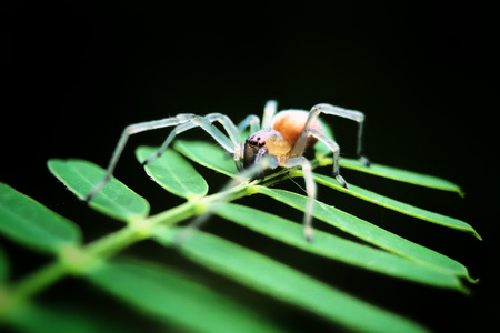 珠海市-微距-微观世界-蜘蛛-节肢动物 图片素材
