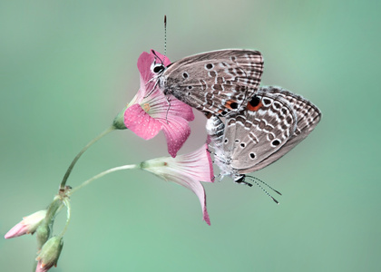 微观世界-微距-昆虫-蝴蝶-花朵 图片素材